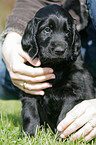 Flat Coated Retriever Puppy