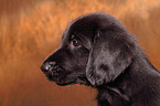 Flat Coated Retriever Puppy