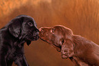 Flat Coated Retriever Puppies