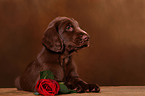 Flat Coated Retriever Puppy