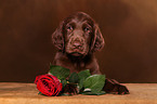 Flat Coated Retriever Puppy