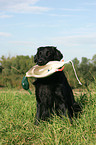 Flat Coated Retriever retrieves Dummy