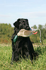 Flat Coated Retriever retrieves Dummy