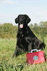 Flat Coated Retriever