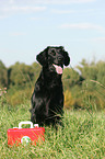 Flat Coated Retriever