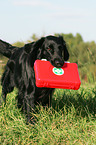 Flat Coated Retriever