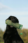 Flat Coated Retriever retrieves Dummy