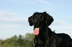 Flat Coated Retriever Portrait