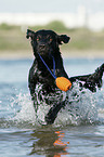 playing Flat Coated Retriever