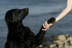 Flat Coated Retriever gives paw