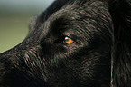 Flat Coated Retriever eye