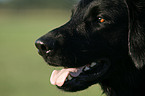 Flat Coated Retriever Portrait