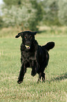 playing Flat Coated Retriever