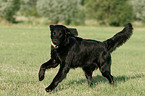 playing Flat Coated Retriever