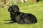 Flat Coated Retriever