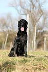 Flat Coated Retriever