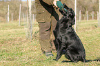 Flat Coated Retriever with dummy