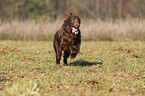 running Flat Coated Retriever