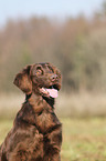 Flat Coated Retriever Portrait