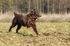 playing Flat Coated Retriever