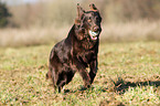 playing Flat Coated Retriever