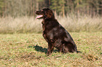 Flat Coated Retriever