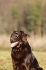 Flat Coated Retriever