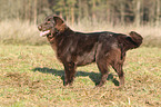 Flat Coated Retriever