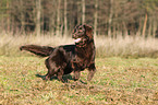 running Flat Coated Retriever