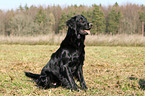 Flat Coated Retriever