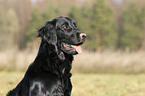 Flat Coated Retriever Portrait