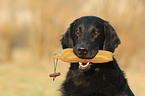 retrieving Flat Coated Retriever