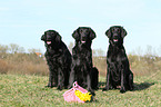 Flat Coated Retrievers