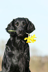 Flat Coated Retriever Portrait