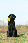 Flat Coated Retriever