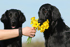 Flat Coated Retriever Portrait