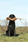 Flat Coated Retriever