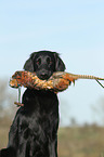 Flat Coated Retriever Portrait