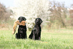 Flat Coated Retriever