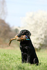 sitting Flat Coated Retriever