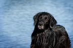 Flat Coated Retriever Portrait