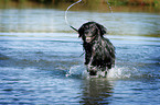 running Flat Coated Retriever