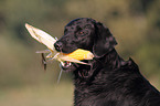 Flat Coated Retriever Portrait