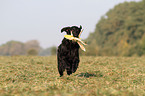 retrieving Flat Coated Retriever