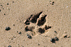 paw print