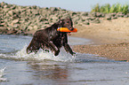 playing Flat Coated Retriever