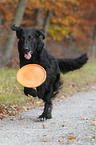 playing Flat Coated Retriever