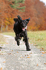 running Flat Coated Retriever