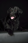 lying Flat Coated Retriever