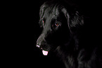 Flat Coated Retriever Portrait